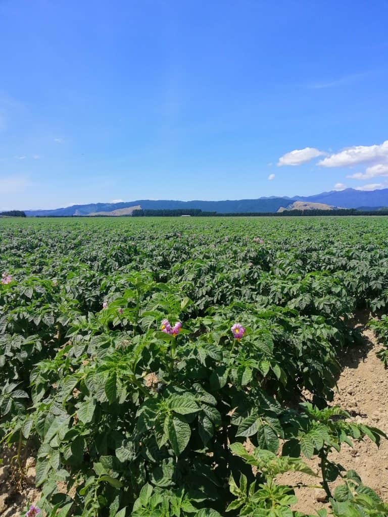 Potato field with green plants and purple flowers under blue sky.