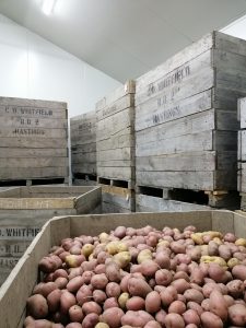 Wooden crates filled with red and yellow potatoes in storage room