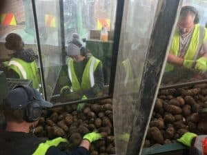 Workers sorting potatoes on conveyor belt in processing facility