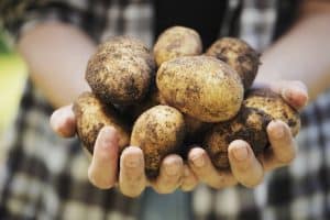 Farmer holding harvested potatoes in his hands.