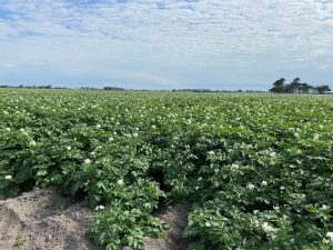 001 Mike Moleta's Farm - Agria in full flower Jan 2021