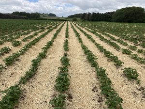 Rows of green plants growing in a straw-covered agricultural field