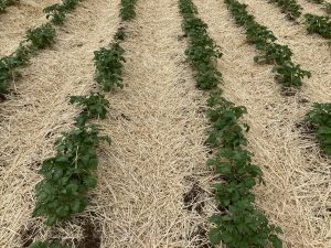 Rows of green plants growing in straw-covered soil field