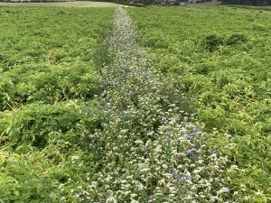 Green field with white and purple wildflowers along path