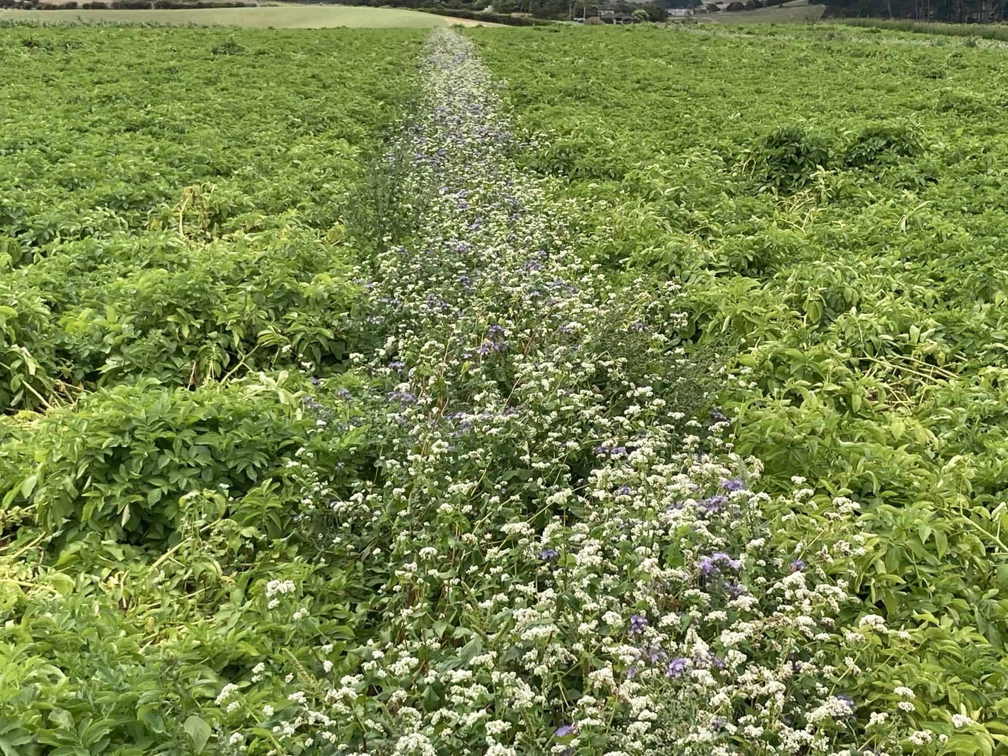 Green field with white and purple wildflowers along path