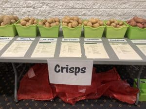 Various potato varieties displayed in green bins on table