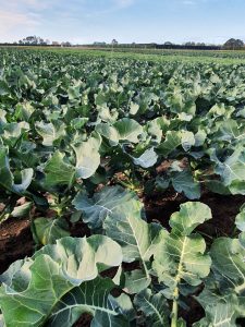 Green broccoli plants growing in large outdoor agricultural field.