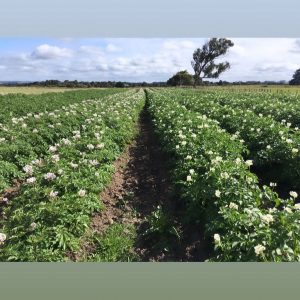 Green potato field rows with white blossoms under cloudy sky