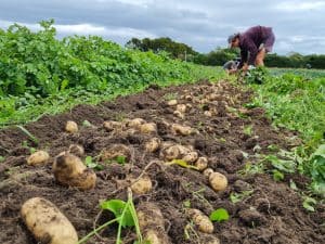 Freshly harvested potatoes lying on soil with farmer working nearby