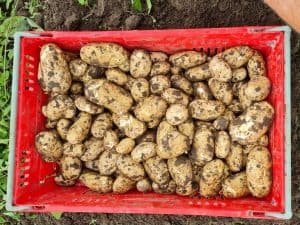 Freshly harvested potatoes with soil in red plastic crate