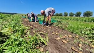 Farmers harvesting ripe potatoes in sunny green field