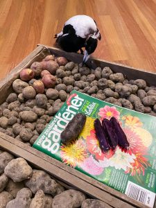 Black and white bird inspecting unique potatoes and gardening magazine.