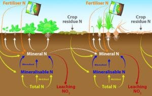 Diagram of nitrogen cycle in soil with fertilizers, crops, and mineral nitrogen.
