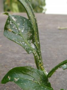 Green plant leaves and stem infested with white aphids and pests.