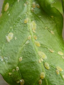 Close-up of green leaf infested with small yellow aphids pests