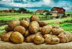 Raw potatoes amid the countryside and fields