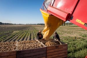 Sheffield, Canterbury, New Zealand, March 24 2020: Agricultural machinery used to harvest potato fields is full and being emptied into wooden bins in the field
