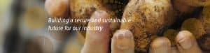 Close-up of hands holding freshly harvested potatoes, sustainable farming.