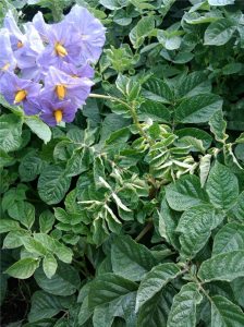 Purple potato flowers with surrounding green leafy foliage close-up.