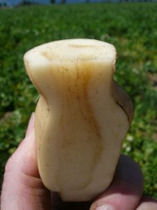 Close-up of cut jicama held in hand with green field background