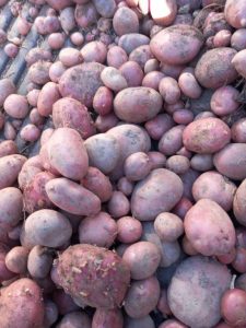 Freshly harvested red potatoes with dirt on them outdoors