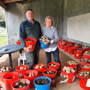 Two farmers holding buckets of freshly harvested potatoes indoors.