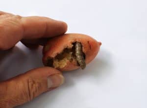 Potato pest. Caterpillar rosy rustic moth (Hydraecia micacea).