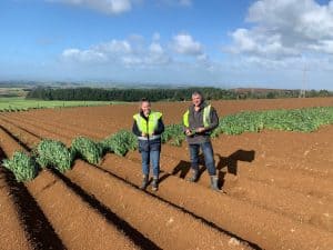 Farmers inspecting green crops growing in neatly plowed field outdoors.