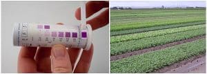 Water nitrate test strip comparison with agricultural crop fields