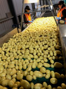 Workers sorting potatoes on conveyor belt at processing plant