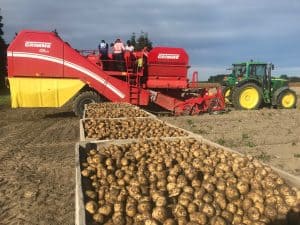 Potato harvest with large red harvester and tractor in field