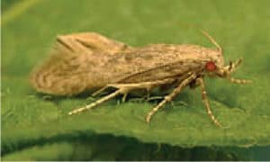 Close-up of small brown moth with red eyes on green leaf