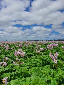 Field of blooming purple potato flowers under cloudy sky