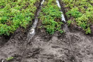 004 flooded potato crop