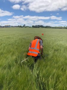 Person in orange safety vest inspecting green wheat field under blue sky