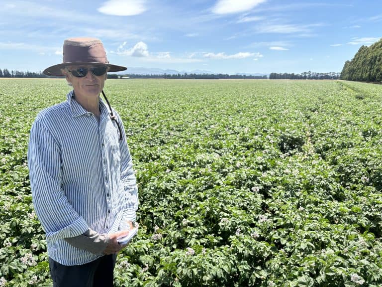 Farmer wearing hat and sunglasses standing in green potato field