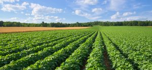 Vast Farm Field Growing Potatoes and Wheat