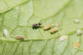 Close-up of small aphids on a green leaf.