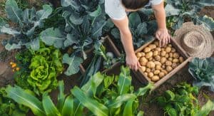 Woman working in a vegetable garden