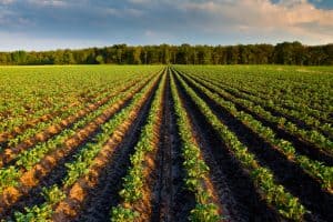 Countryside with potato field and trees