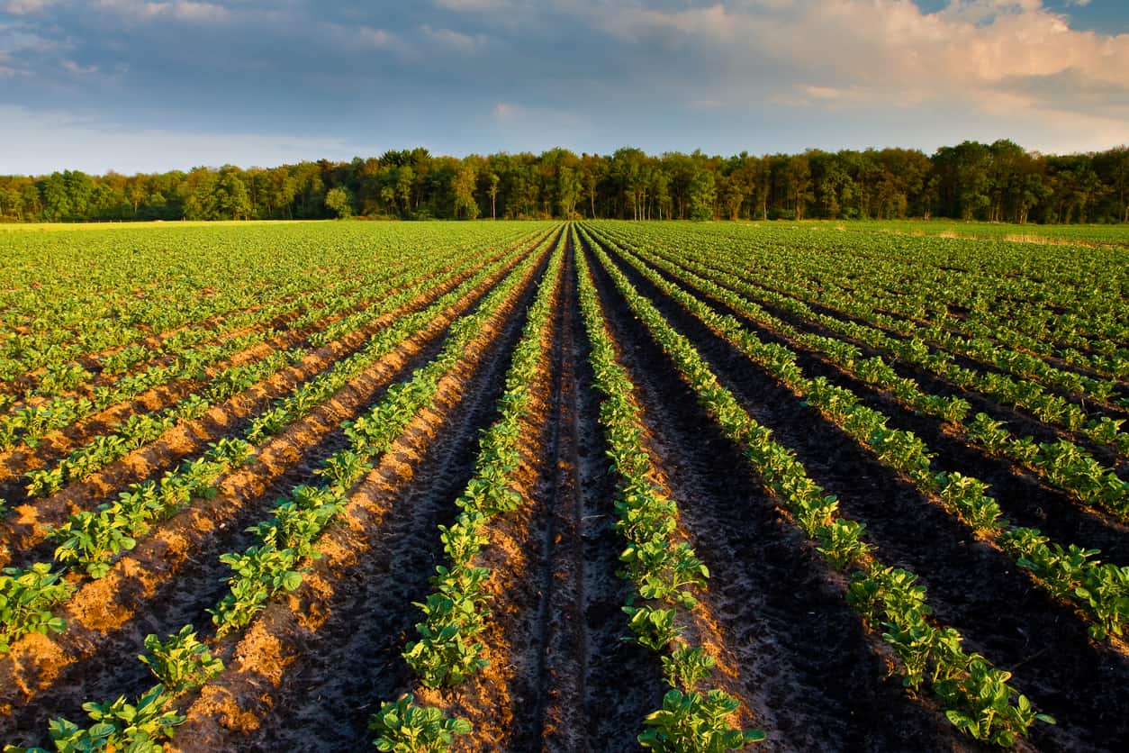 Countryside with potato field and trees