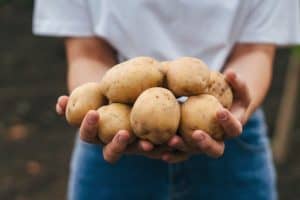 Farmerslding bunch of potatoes on farm at sunset. Healthy lifestyle. Farmer field. Nature farming.