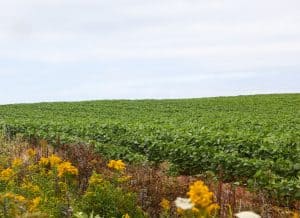 Potato field in Prince Edward Island, Canada.