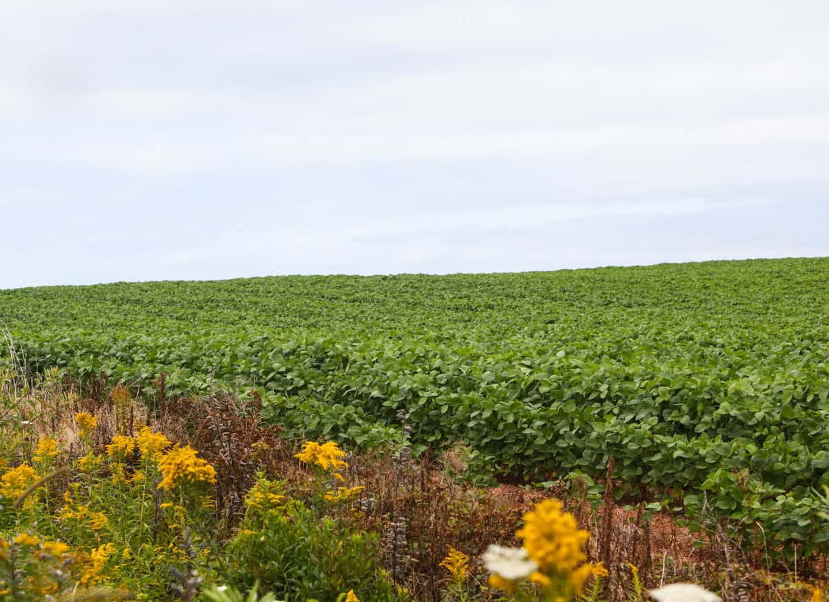 Potato field in Prince Edward Island, Canada.