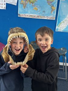 sharks awhitu