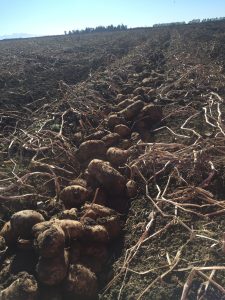 Freshly harvested potatoes in a field with dry stems