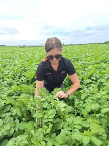 Woman inspecting healthy potato plants in green farmland field.