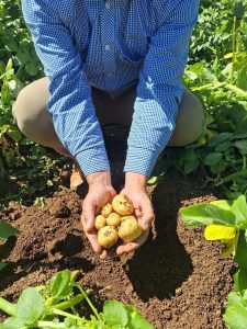 Person holding freshly harvested potatoes in garden soil.