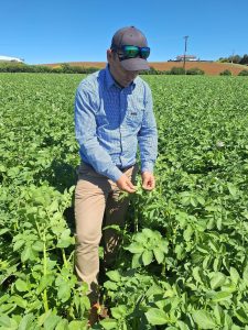 Man inspecting green crops in sunny agricultural field