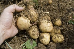 Potatoes Large